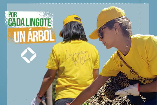 Voluntarios se unen para restaurar el Jardín Botánico de Viña del Mar tras devastadores incendios forestales en Chile.