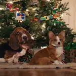 Netflix lanza el tráiler de La razón de estar contigo: Una Navidad perfecta y confirma que el perro no muere